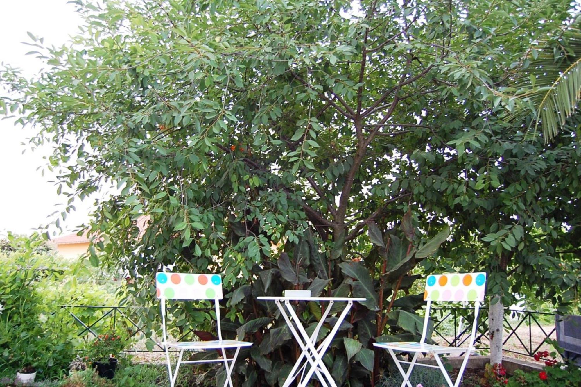 Apartamento Morfi Kalligoni Habitación foto